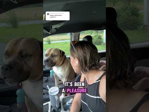 Owner lets him roam. He followed us on a dog walk so I drove him back. I’ve posted updates! ❤️