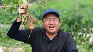 부산 - 왕오전축국전 함중아 1탄 / 대구 - 감자 수확 다시보기