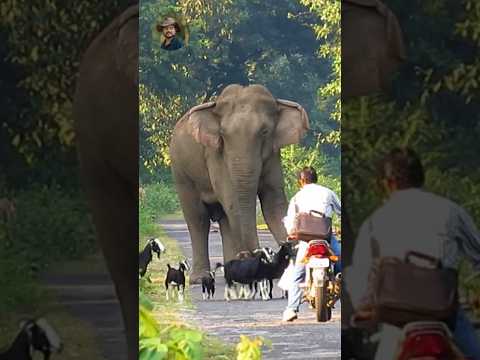 #jasoprakas #elephantchase #wildlife #elephant
