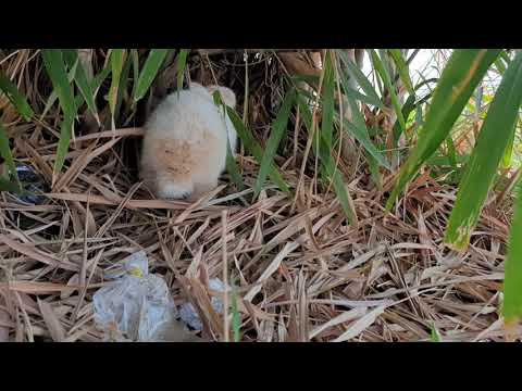 MY RABBIT SOO Cute She Play With Camera To Take Her Lovely will melt your heart