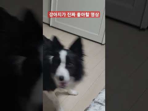 (소리필수) 강아지들은 진짜 좋아할 영상 #shorts #보더콜리 #bordercollie