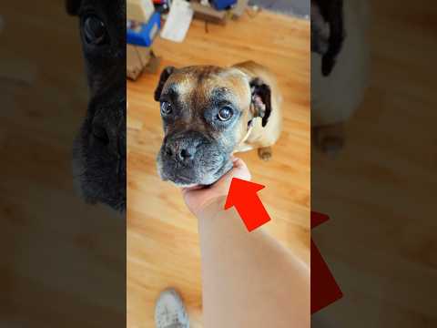 Mi Perrito Tiene un Problema… #shorts