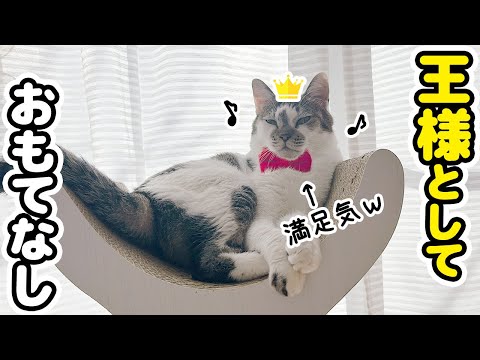 誕生日だから愛猫を王様にしておもてなしをしたら想像以上に満足気だったｗ