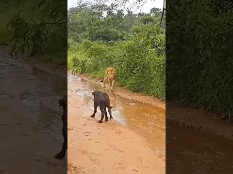 When A Lion Trying To Attack A Buffalo’s Calf || #lion #wildlife #trending #viralshorts #shorts