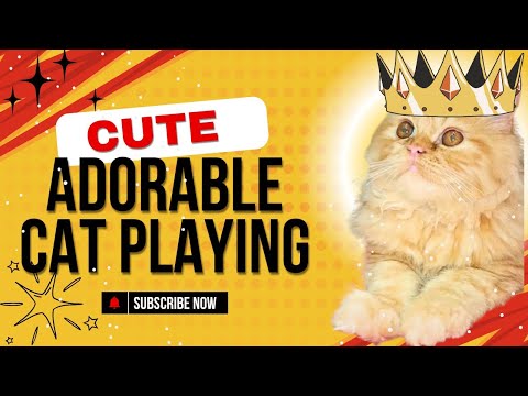 Adorable Cat Playtime: Cute Moments You Can’t Miss!