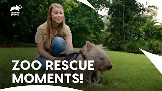 Irwins Celebrate Baby Rhino and Wildlife Care | Crikey! It's The Irwins S2 E4 | Animal Planet