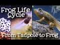 Frog Life Cycle and Metamorphosis