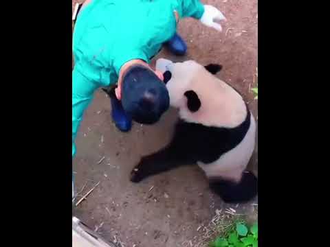老姜把饭桌上剩余的胡萝卜递给了辉辉,小甜睿瞬间变身小凶包,如果时间允许,睿睿可以追老姜半条街#睿宝辉宝#大熊猫睿宝#来这吸熊猫#福宝和爷爷#大熊猫