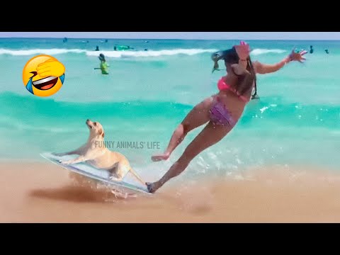 Best Funny Animal Videos 2022 😂😺 - Funniest Dogs And Cats Videos 😇