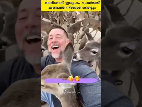 😱ഈ മാൻ കുട്ടികളോട് ഇദ്ദേഹം ചെയ്തത് കണ്ടാൽ നിങ്ങൾ ഞെട്ടും #shorts #trending #facts #viral #m4tech