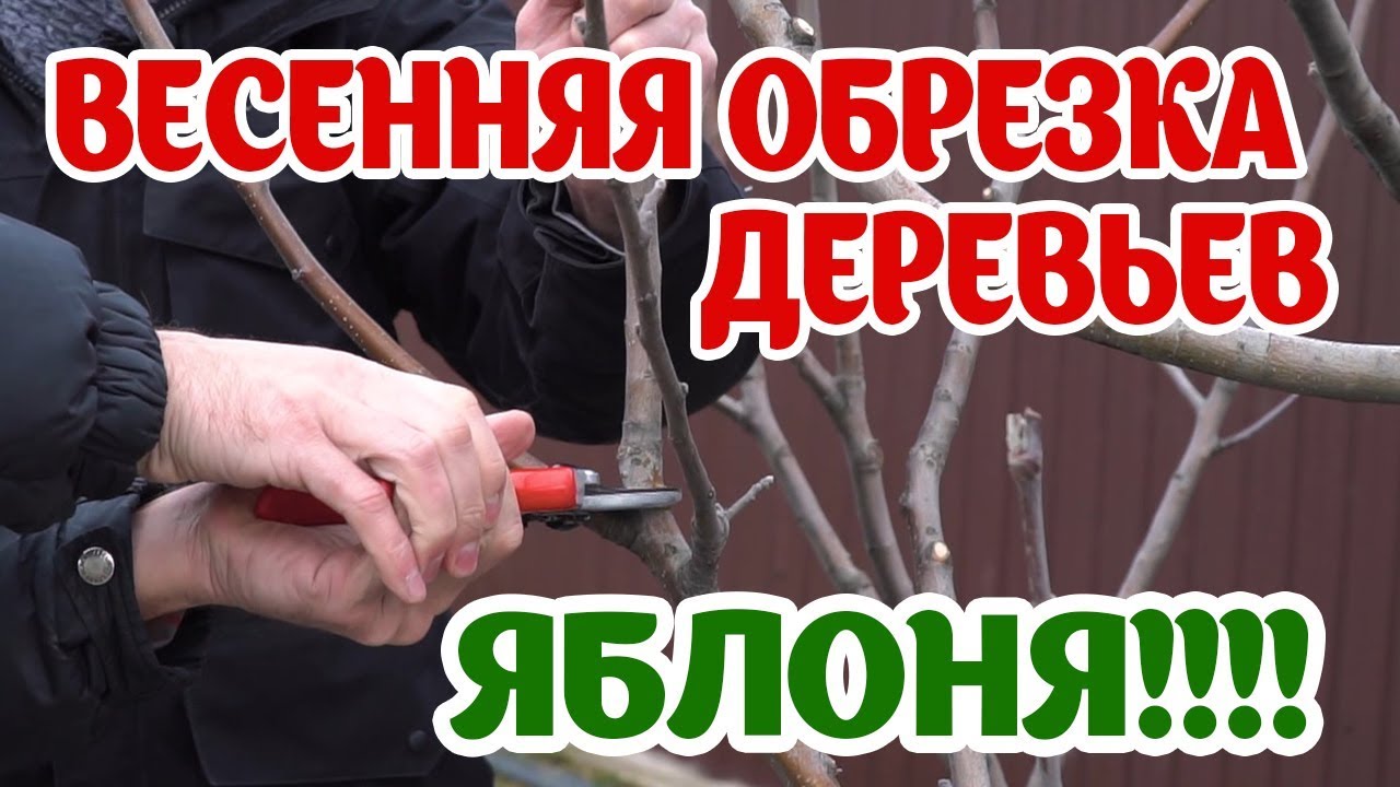 Весенняя обрезка деревьев. Обрезаем яблоню. Правила обрезки деревьев