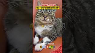 女子跟踪跑出去玩的小猫，发现小猫每天都会被打得鼻青脸肿，网友：出去一趟净让人笑话