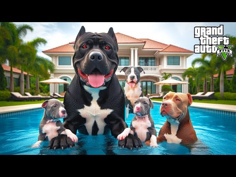 SİYAH PİTBULL TYSON'UN HAPİS HAYATI! AİLESİNE NE OLDU? - GTA 5