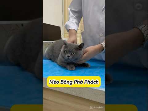 Mèo Bông 😹 Là Chúa Tể Phá Phách #Mèoúớ #thúcưng #vậtnuôi #chómèohàihước #viral #trend