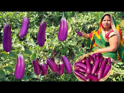 बैंगन की सब्जी अगर ऐसे बनायेंगे तो उंगलियां चाटते रह जाएंगे Baingan ki Sabji / Brinjal Curry Recipe