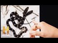 Jeannie Wilson's Two-Headed Snake Encounter