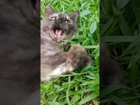 CUTE CAT PLYING WITH GRASS!#cat #catlover #catmeowing #catvideos #catshorts #cute #cutecat #cuteanim