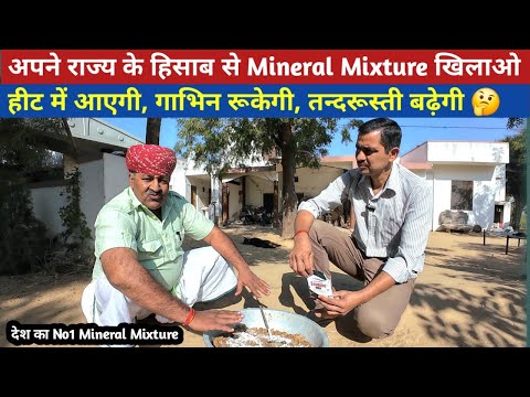 गाय भैंस हीट पर आएगी, गाभिन रुकेगी, तगड़ी बनेगी। Mineral Mixture खिलाओ।Farming guru ji