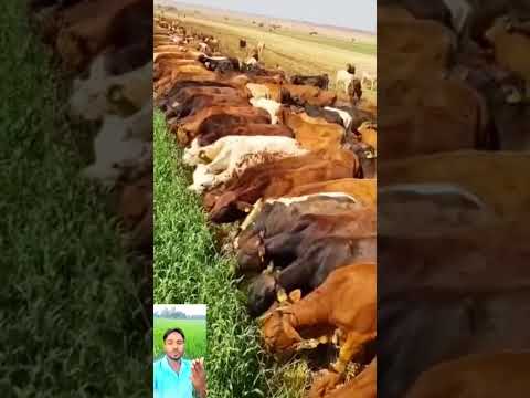 #funny #comedy #shorts #youtube #subscribe