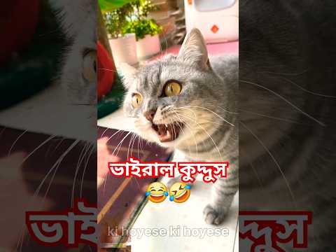 Kuddus ll কুদ্দুস ll #blogsrkr #animals #comedy #cat #funny