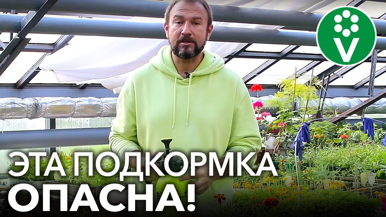 Ни в коем случае не подкармливайте так огурцы пока не посмотрите это видео