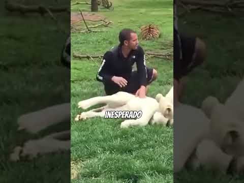 Tigre SALVA a un hombre del ATAQUE de un LEOPARDO??