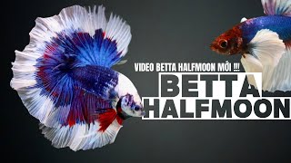 Video Betta Halfmoon Mới ! New Betta Halfmoon | Betta Sales