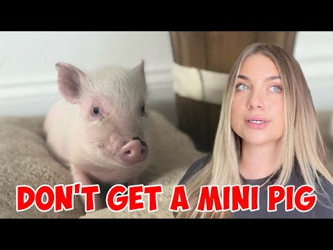 Don't get a mini pig before watching this