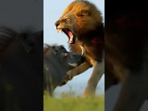 INCREDIBLE MOMENT ? LION VS WARTHOG