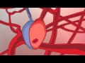 Exploring the Circulatory and Respiratory Systems