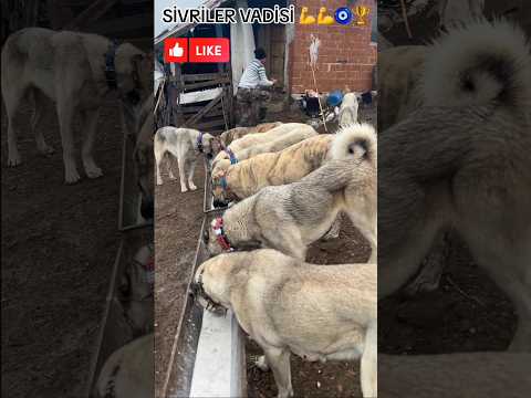 ÇAPARLAR !! KANGALLAR "EKİP SAĞLAM" YAL VAKTİ #kangal #shorts #erdenkurt9 #hepsigerçek