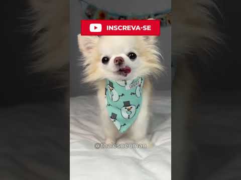 QUAL CACHORRO VOCÊ VAI ESCOLHER?🥰 #shorts