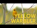 Nature Sounds Quiz