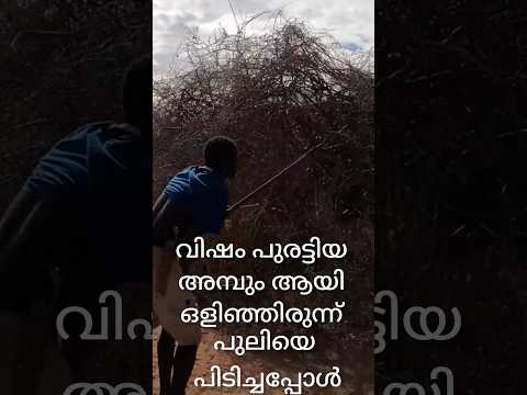വിഷം പുരട്ടിയ അമ്പും ആയി ഒളിഞ്ഞിരുന്ന് പുലിയെ പിടിച്ചപ്പോൾ