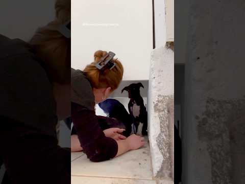 Terrified puppies learn to trust ❤️