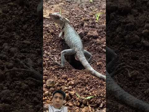 #lizard #reptiles #animals #iguana #pets #reptile #animal #youtube #reptileworld