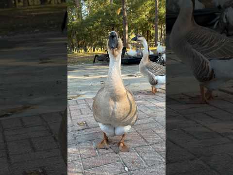 Come here Ginger🪿 so I can squeeze you before I go to work.  #friendlyᥫᩣシ #goose