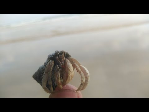 Sea Sand Fish Crab, Crab Catching, Fishing Kambo