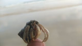 Sea Sand Fish Crab, Crab Catching, Fishing Kambo