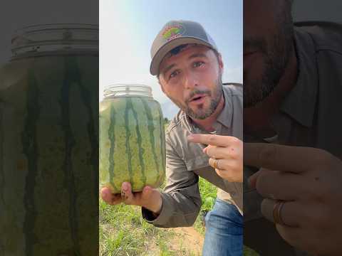 Melon in a Bottle! #watermelon #watermelonlove #gardenfun