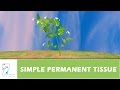 Plant Tissue Types and Functions