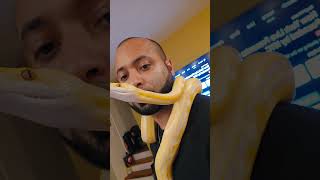 lavender genetic stripe sunfire retic. need names!  it's a boy! #reticulatedpython #lavenderretic