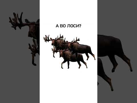 Мем про странных животных