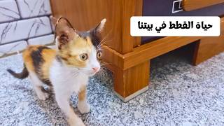 القطة حنوشة كيف بدأت تتغير مع الايام | قطة جديدة مع صغارها في بيتنا