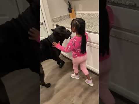 How it started Vs How it’s going #canecorso #texas #familydog #familydog