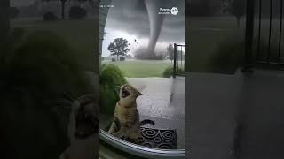 The CCTV Capture A Very Sad Moment #sora2 #cat #sorabeats #babybird #tornado #soralife #babyduck