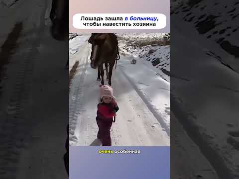 Лошадь зашла в больницу,чтобы навестить хозяина #дикиеживотные #животные #лошади #история #новости