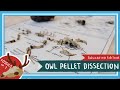 Owl Pellet Dissection Quiz