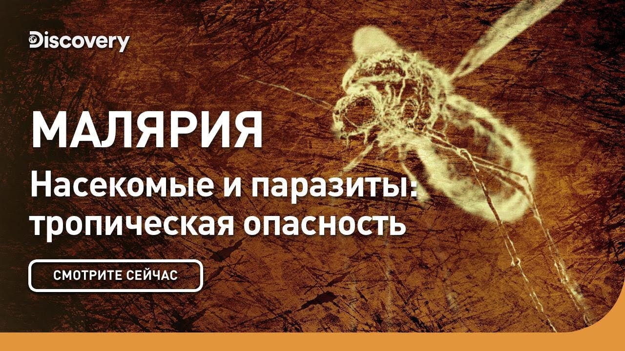 Малярия Насекомые и паразиты: тропическая опасность
