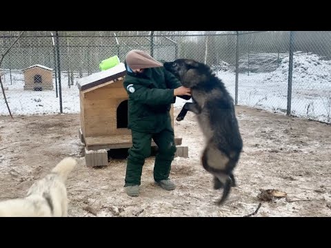 Волки в Деле 😱‼️ Нападение ВОЛКА на человека.